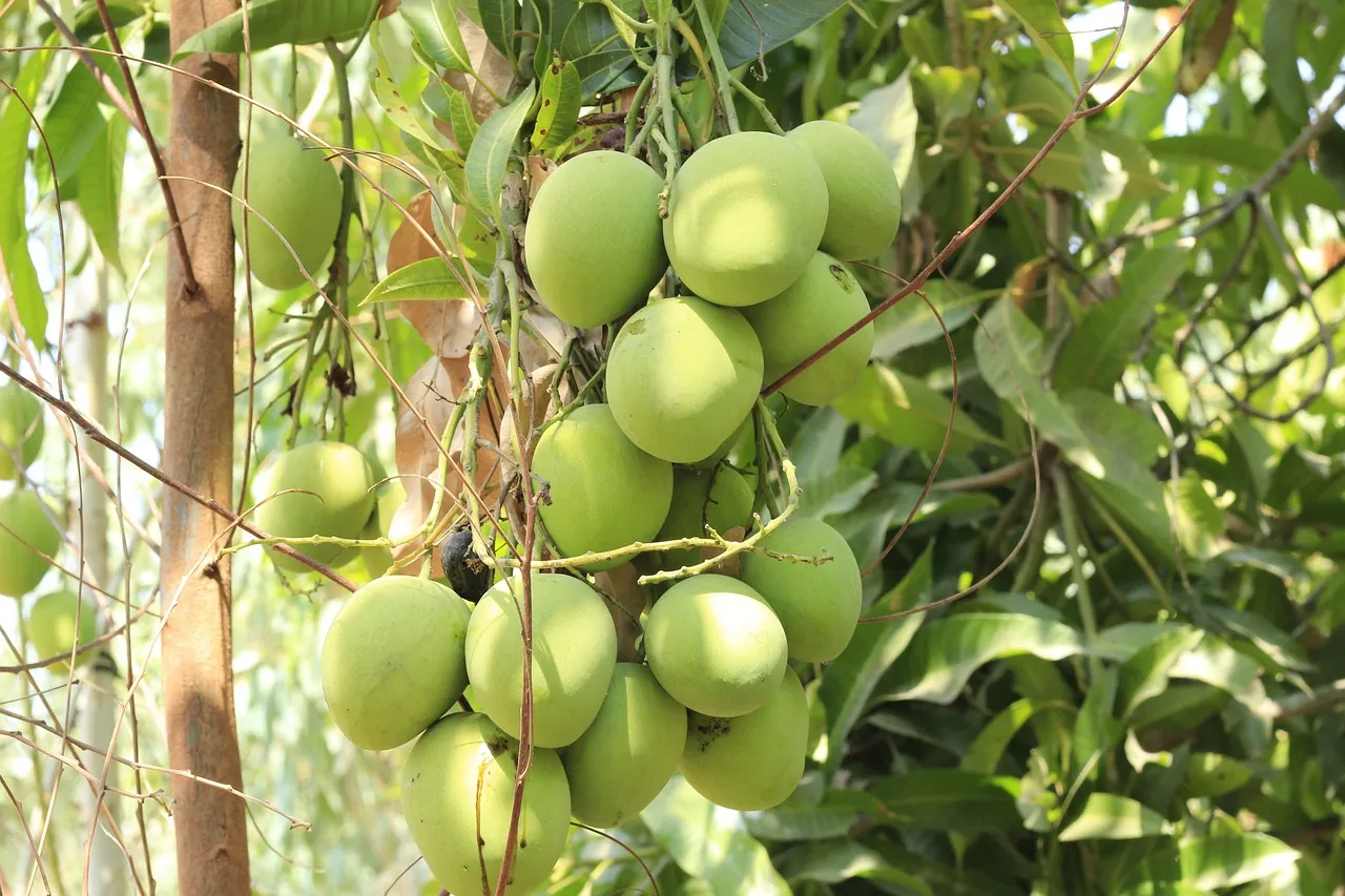 Fresh fruits