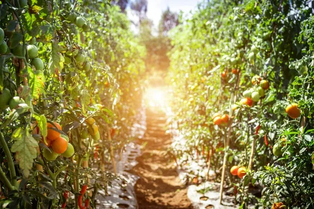 Fruit farm